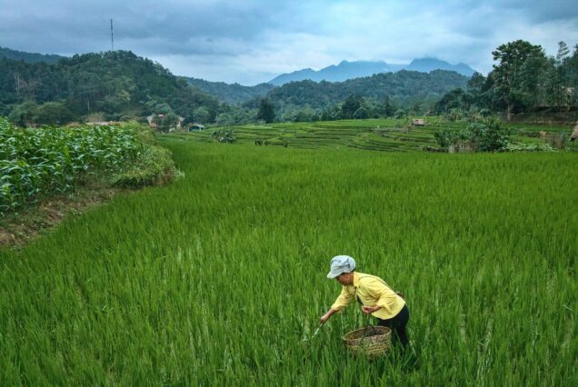 Rice fields at Ha Thanh near Ha Giang city