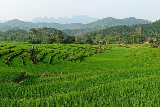 Rice terraces in Ha Giang province