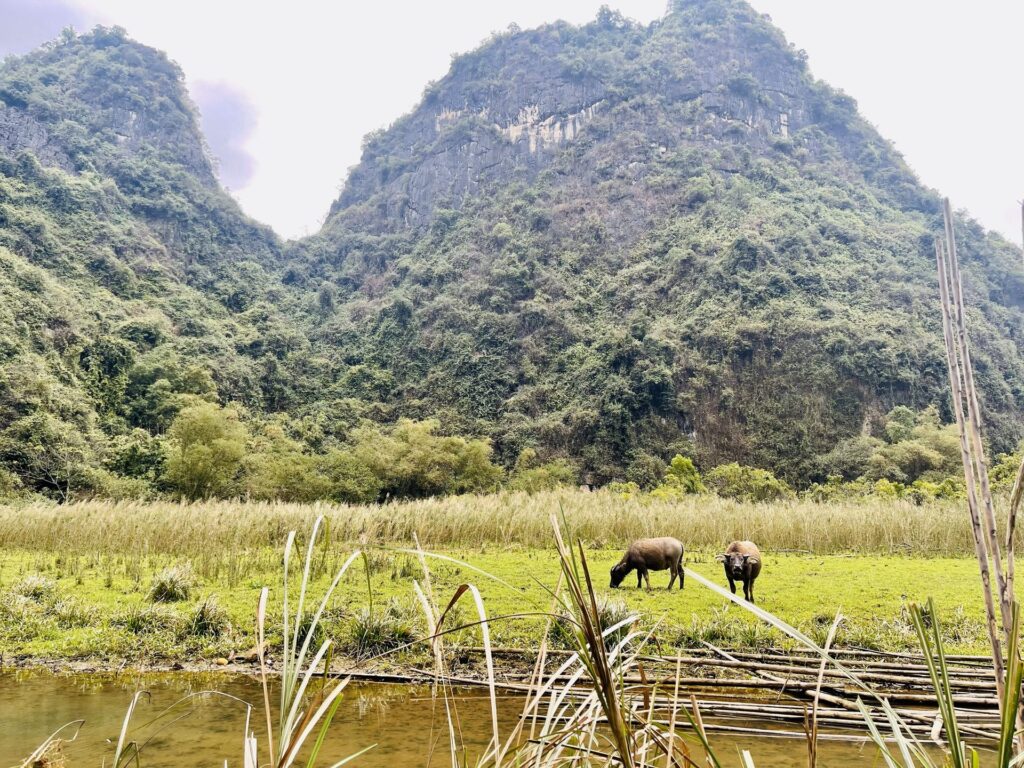 Tam Coc Countryside Half Day Tour by Electric Bike