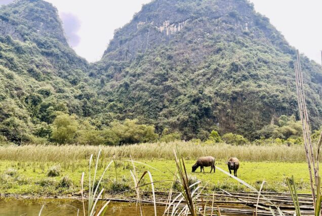 Buffalo grazing below the hills near Tam Coc