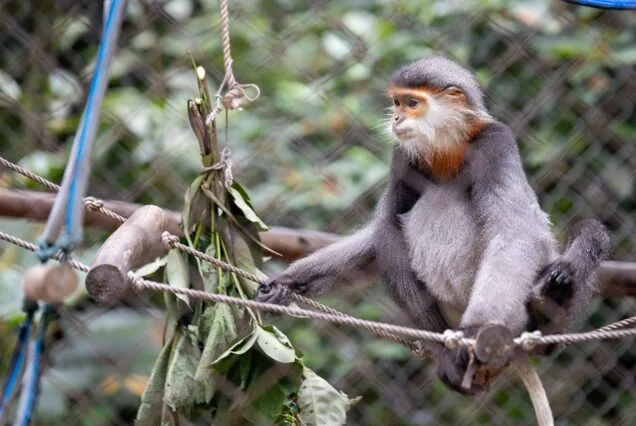 Langur at the Endangered Primate Rescue Center, Cuc Phuong