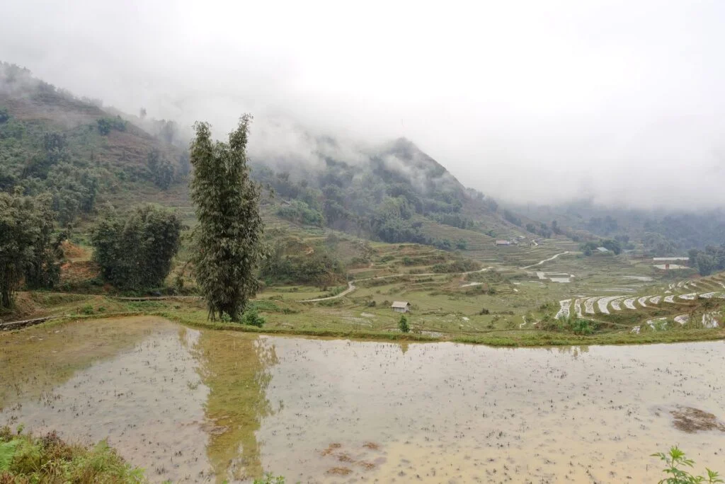 Sapa Day Trek: Rice Fields and Forest Loop