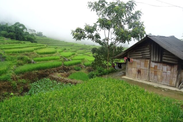 Rice terraces and hillside houses at Hau Thao village above the Muong Hoa Valley