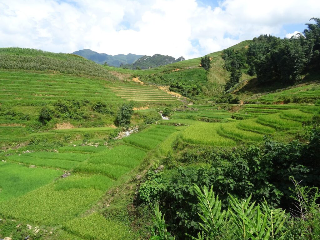 Sapa Easy Day Walk: Rice Paddies and Red Dao Villages gallery