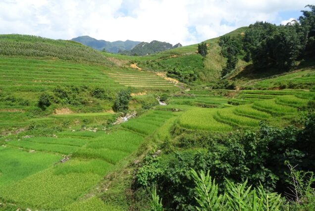 Rice fields and stream at Ma Tra village, Sapa