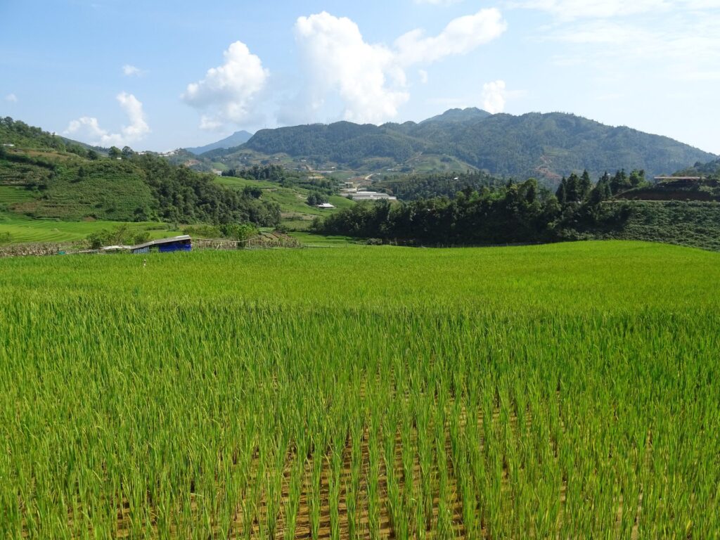 Sapa Easy Day Walk: Rice Paddies and Red Dao Villages onboard