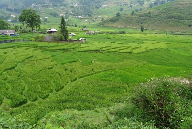 Green rice terraces around Ta Van village in the Muong Hoa Valley, Sapa