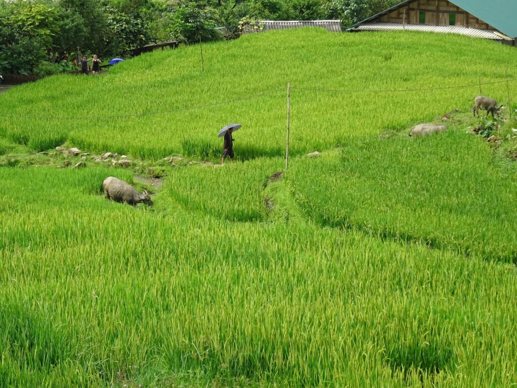Sapa by Motorbike: Valleys, Passes and Villages