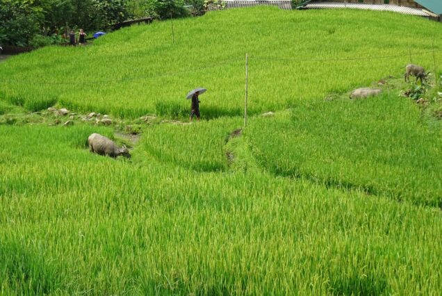 Green rice terraces around Ta Van village in the Muong Hoa Valley, Sapa
