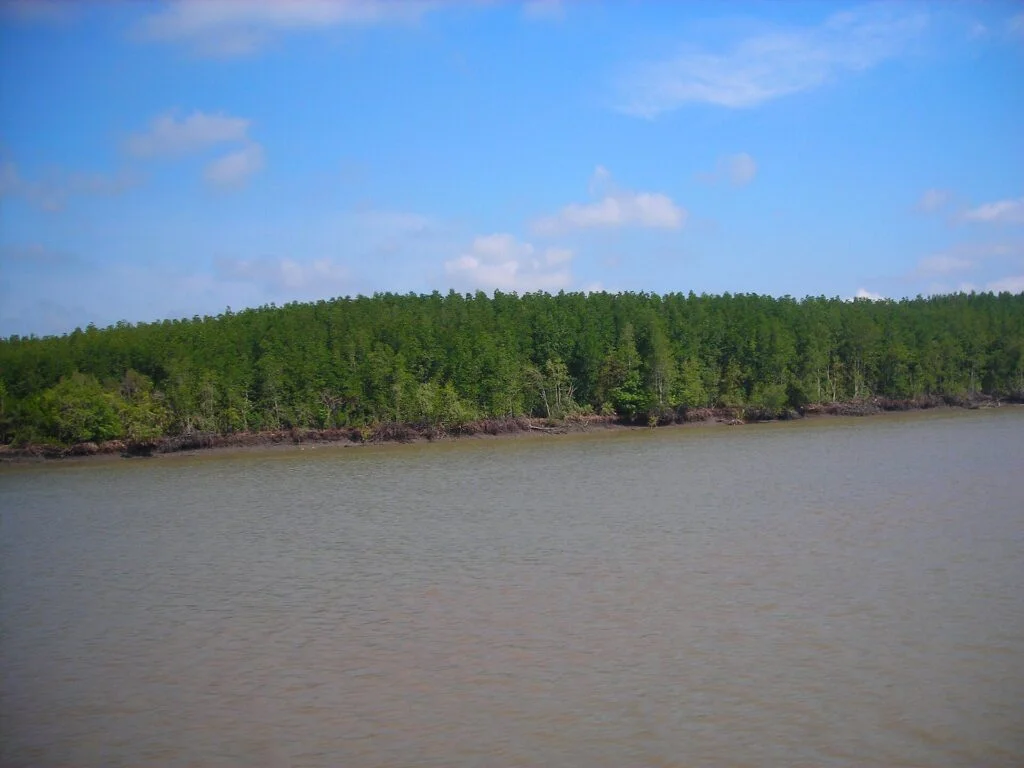Can Gio Mangrove Forest and Wildlife Private Day Tour