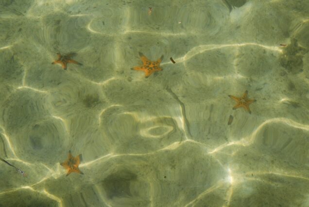Starfishes on the Starfish Beach, Phu Quoc, Vietnam