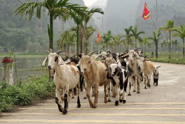 Goats in Ninh Hải village, Ninh Binh province, Vietnam