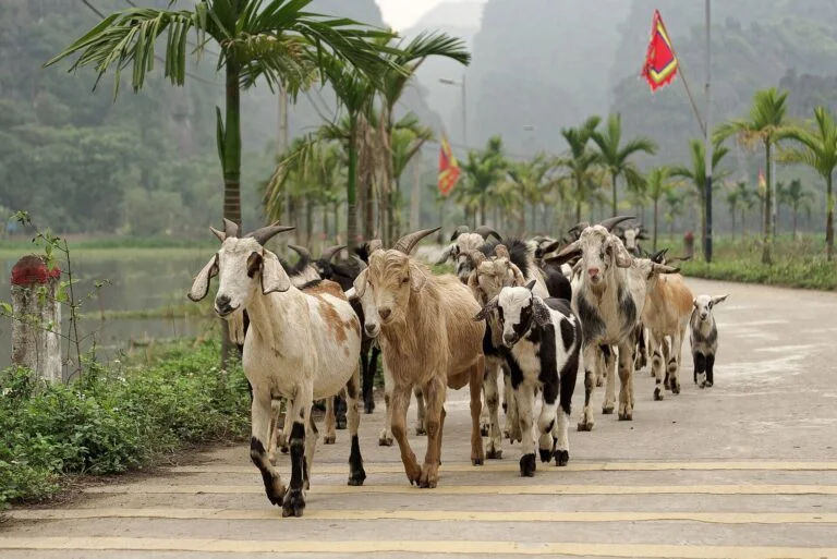Ninh Binh