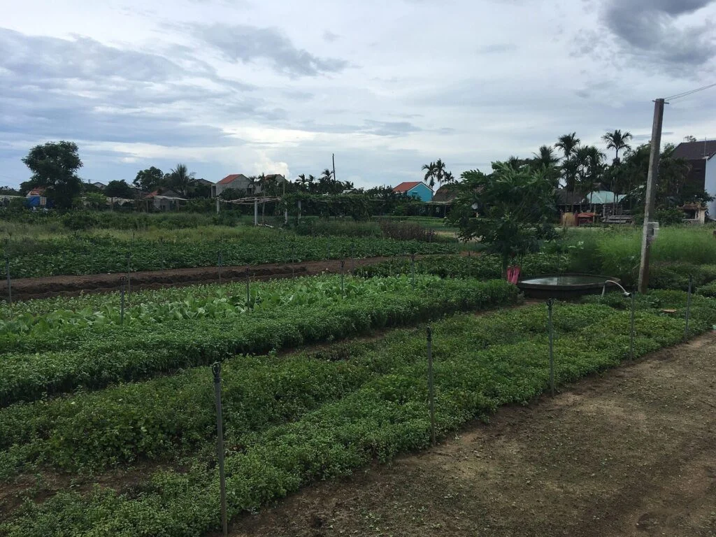 Tra Que Village Farming and Lantern Making by Bike