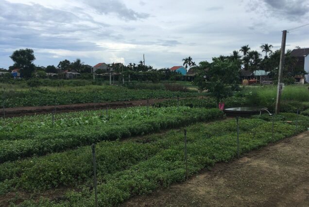 Vegetables fields in Trà Quế, Hội An.